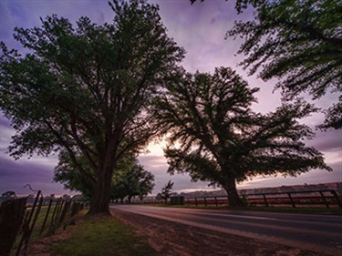 Bacchus Marsh Avenue of Honour