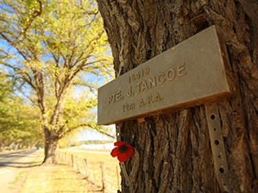 Bacchus Marsh Avenue of Honour