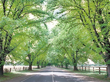 Bacchus Marsh Avenue of Honour