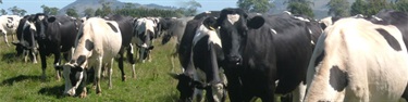 Farming Moorabool Cows