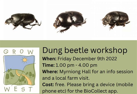 Dung Beetle Workshop.JPG