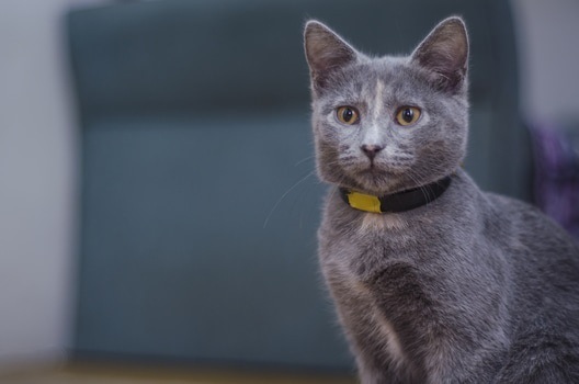 A picture of a grey cat.