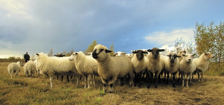 A picture of a flock of sheep under blue sky