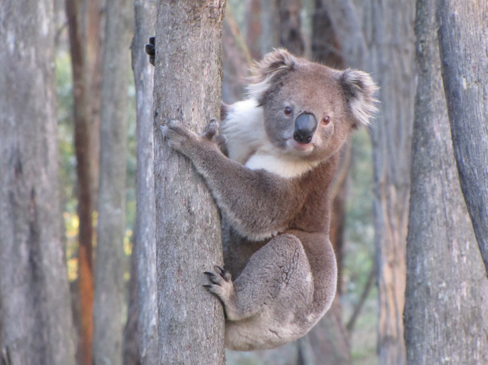 a koala hanging on a tree