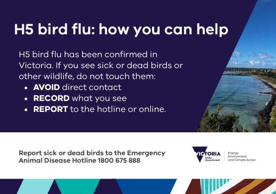 Bird Flu information.jpg