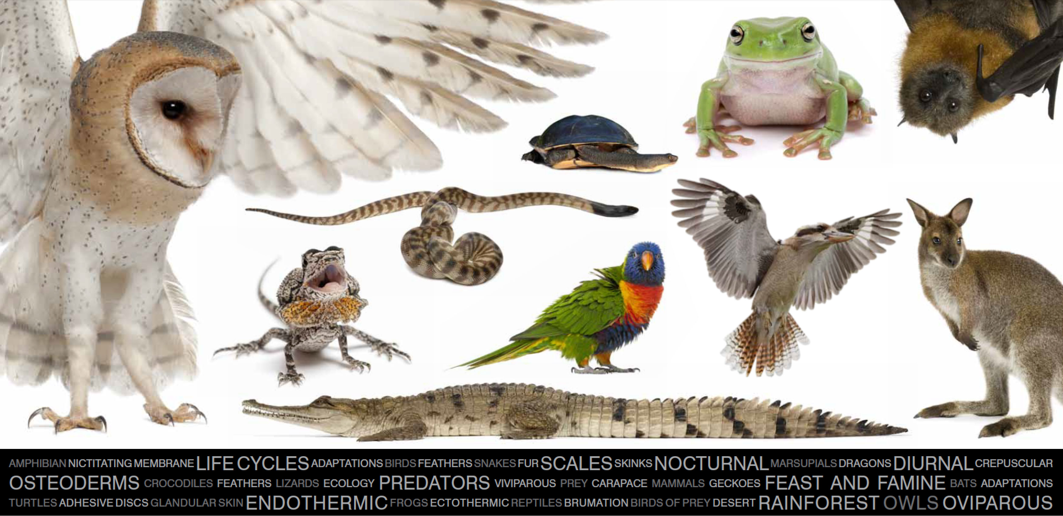 Australian-Animals.jpg