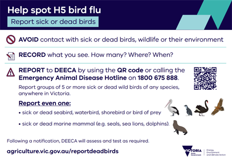 bird flu poster.png
