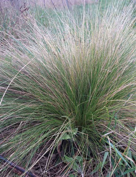 Serrated-Tussock-Identification-Colour.jpg
