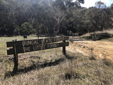 Bungal State Forest