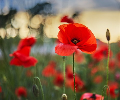 poppy.jpg