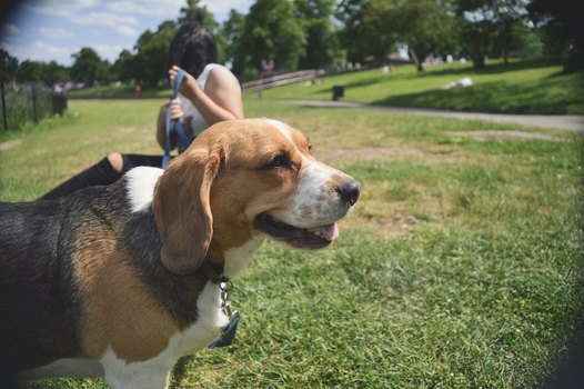 A picture of a beagle dog in the park on a leash.