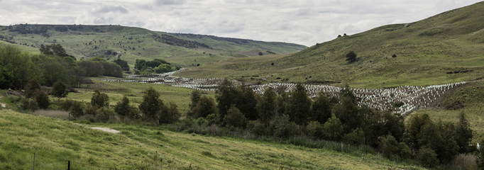 Grasslands