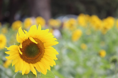 sunflower field 