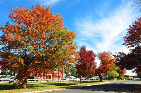 Trees in Ballan 