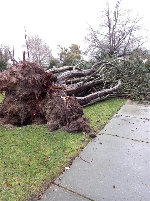 tree down - floods.jpg