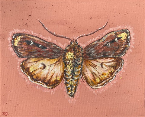 bogong moth.jpg