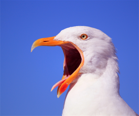 quirky birds drop in craft.png