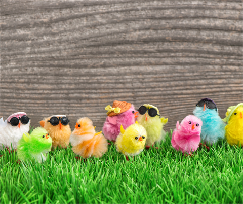 spring chicken storytime.png