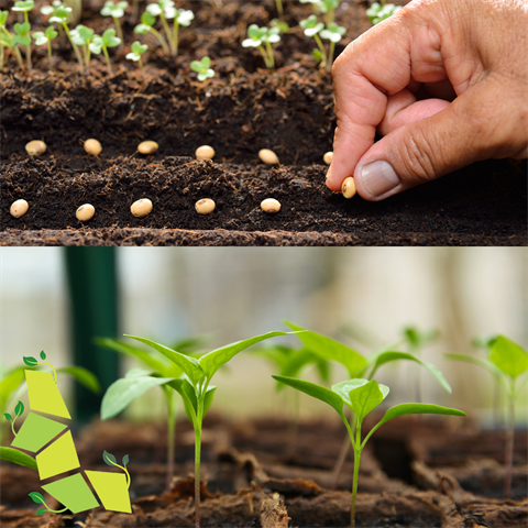 seed library square.png